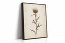 Vintage Thistle Botanical Print – Rustic Western Floral Wall Art