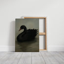 Black Swan on Still Water
