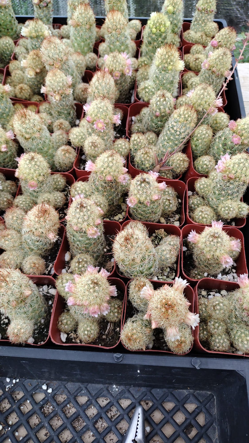 #17C Mammilaria Lady Finger 2"