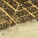 Vintage Map of Madison, Wisconsin 1867