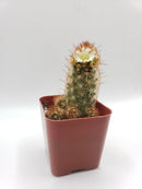 #18C Mammilaria Copper King 2"