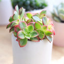 Aeonium Kiwi Haworthii