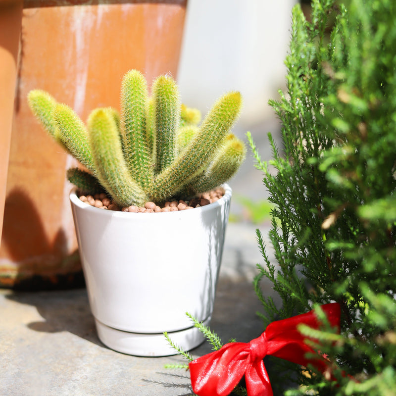 6 inch White Minimalist Pot with Saucer