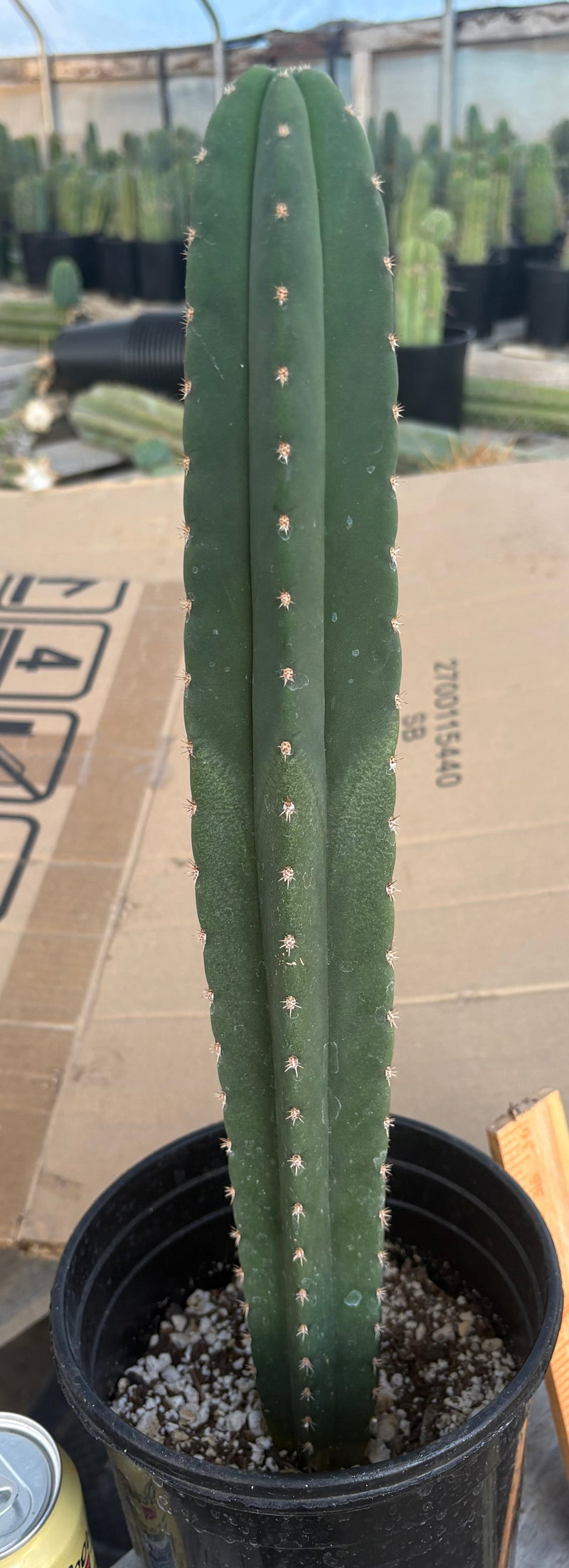 #EC199 EXACT Trichocereus Scopulicola Kesey X Pachanoi Torres n Torres Cactus 17”