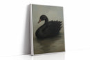 Black Swan on Still Water