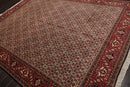 8'2" x 11'2" Hand Knotted 100% Wool Authentic Bidjar Oriental Area Rug Ivory