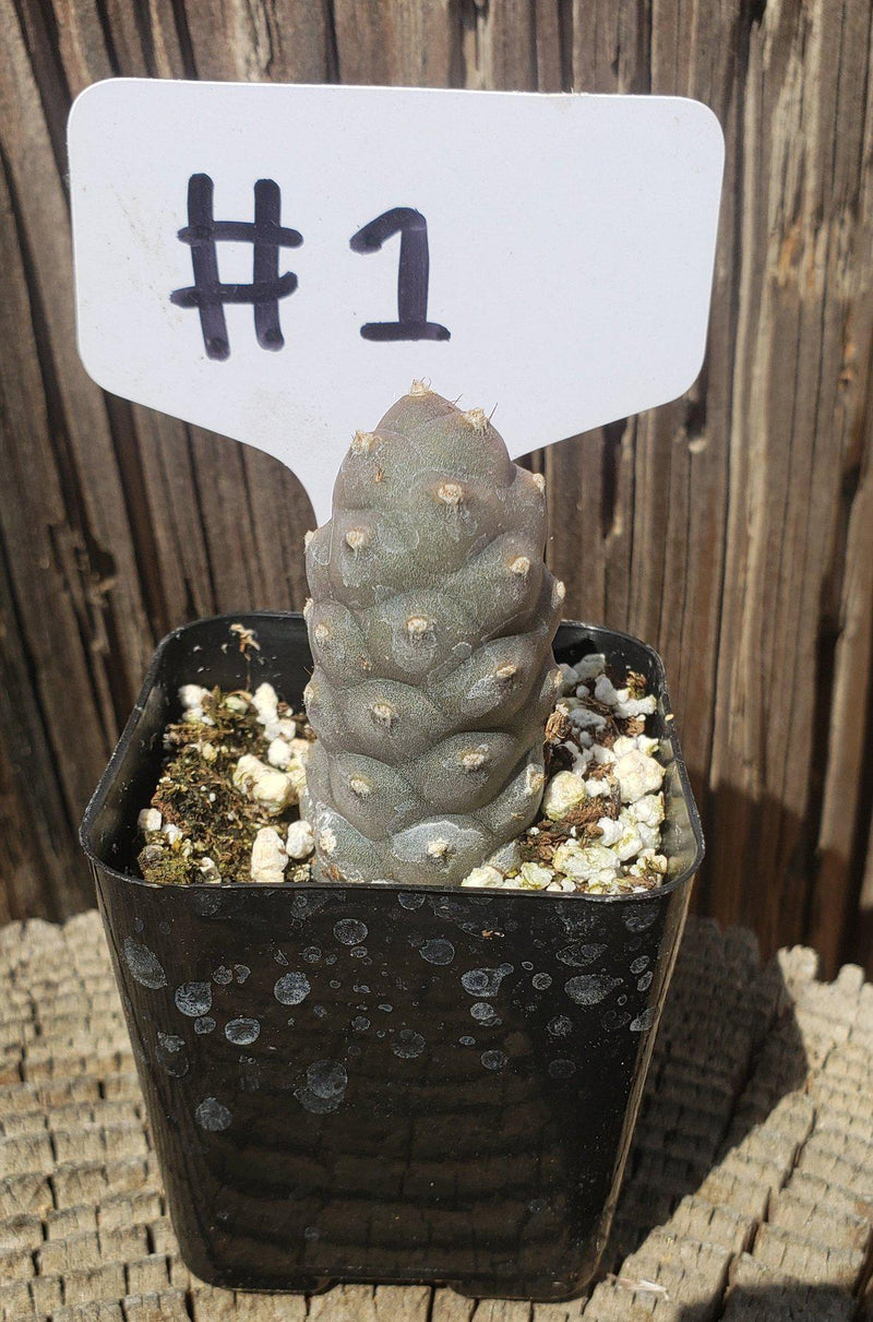 #1C Tephrocactus Articulatus 2"