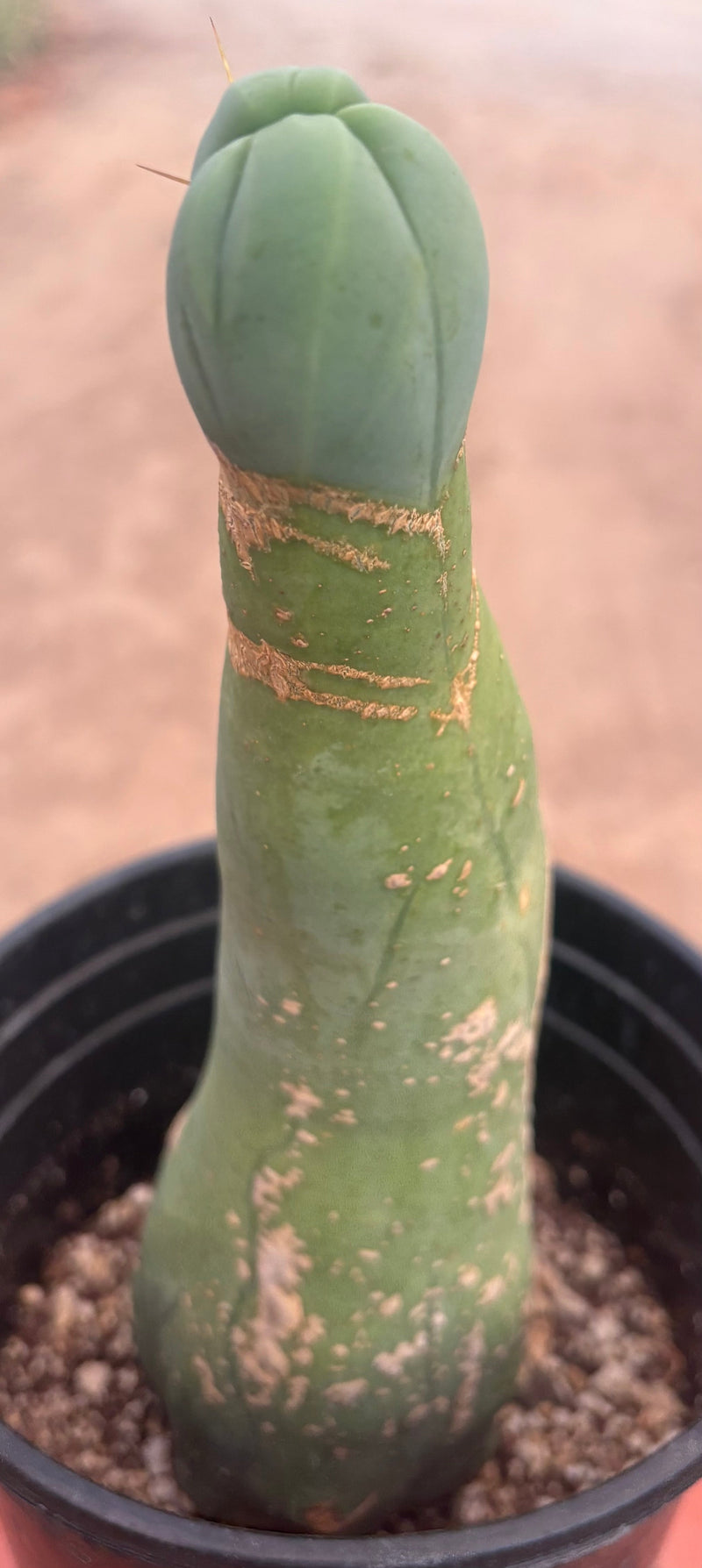 #EC41 EXACT Trichocereus Bridgesii Monstrose Penis Cactus Long Form 10.5”