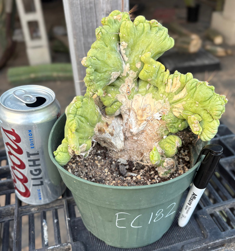#EC190 EXACT Trichocereus Bridgesii Monstrose Crest TBMC Ornamental Cactus