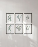 Botanical illustration