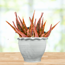 Aloe 'Christmas Carol'