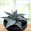 Whale's Tongue Agave | Agave ovatifolia by The Cactus Outlet