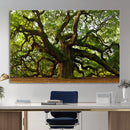 Angel Oak Tree Wall Art Canvas Print | Forest Tree Nature