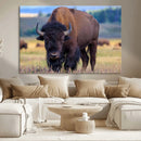 Bison Photography Wall Art Canvas Print – Framed Rustic by MyGreatCanvas | Canvas Wall Art Prints | Photo Prints & Wall Decor