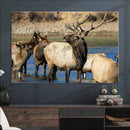 Wild Elk Wall Art Canvas Print – Framed Neutral Wildlife