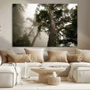 Misty Forest Canvas, Tall Trees Foggy Atmosphere Nature by MyGreatCanvas | Canvas Wall Art Prints | Photo Prints & Wall Decor