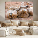 Lion Pair Wall Art Canvas Print – Framed Wildlife Scene with