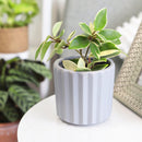 5 inch Grey Glazed Ceramic Cylinder Faux Cement Planter