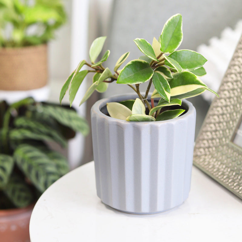 5 inch Grey Glazed Ceramic Cylinder Faux Cement Planter