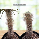 Silver Madagascar Palm by The Cactus Outlet