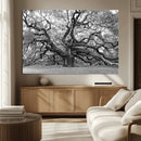 Black White Angel Oak Tree Wall Art - Timeless