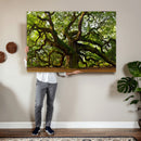 Angel Oak Tree Wall Art Canvas Print | Forest Tree Nature