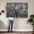 Majestic Angel Oak Tree Black and White Canvas Print – Multi