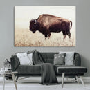 Bison in Field Wall Art Canvas Print For Farmhouse Barn