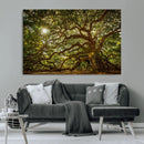 Ancient Angel Oak Tree Art Sunburst Canvas Print-
