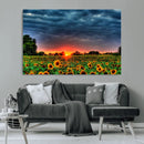 Golden Sunflower Field at Sunset – Breathtaking Sky and