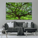 Ancient Tree Wall Art Canvas Print, Framed Sprawling by MyGreatCanvas | Canvas Wall Art Prints | Photo Prints & Wall Decor