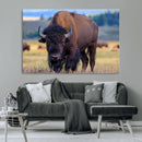 Bison Photography Wall Art Canvas Print – Framed Rustic by MyGreatCanvas | Canvas Wall Art Prints | Photo Prints & Wall Decor