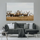 Elk Herd Wall Art Canvas Print – Framed Wildlife Photography