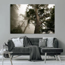Misty Forest Canvas, Tall Trees Foggy Atmosphere Nature by MyGreatCanvas | Canvas Wall Art Prints | Photo Prints & Wall Decor