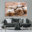 Lion Pair Wall Art Canvas Print – Framed Wildlife Scene with