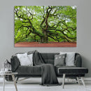 Framed Angel Oak Tree Wall Art - 3-Panel Canvas Prints,