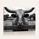 Black White Texas Longhorn Bull Canvas Wall Art, Western Ranch Cattle Photography Print, Rustic Farmhouse Cowboy Decor Artwork