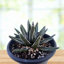 Agave Pintilla by The Cactus Outlet