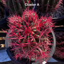 Ferocactus Pringlei