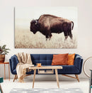 Bison in Field Wall Art Canvas Print For Farmhouse Barn