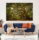 Ancient Angel Oak Tree Art Sunburst Canvas Print-