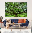 Ancient Tree Wall Art Canvas Print, Framed Sprawling by MyGreatCanvas | Canvas Wall Art Prints | Photo Prints & Wall Decor