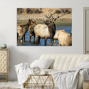 Wild Elk Wall Art Canvas Print – Framed Neutral Wildlife