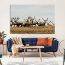Elk Herd Wall Art Canvas Print – Framed Wildlife Photography