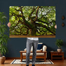 Angel Oak Tree Wall Art Canvas Print | Forest Tree Nature