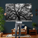 Black and White Old Angel Oak Tree Wall Art Canvas Print