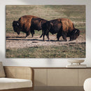 Bison Wall Art Canvas Print – Framed Western Wildlife Art by MyGreatCanvas | Canvas Wall Art Prints | Photo Prints & Wall Decor
