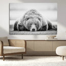 Resting Grizzly Bear Wall Art Canvas Print – Majestic Lazy by MyGreatCanvas | Canvas Wall Art Prints | Photo Prints & Wall Decor