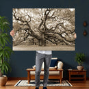 Sepia Framed Angel Oak Tree Wall Art - 3-Panel Canvas
