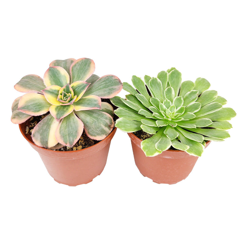 Aeonium Succulent Pack 4"